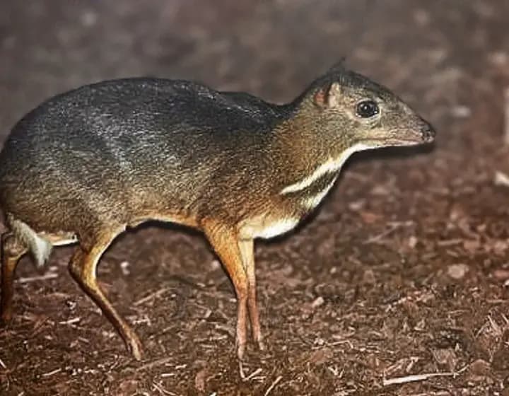 Foto real: Tragulidae