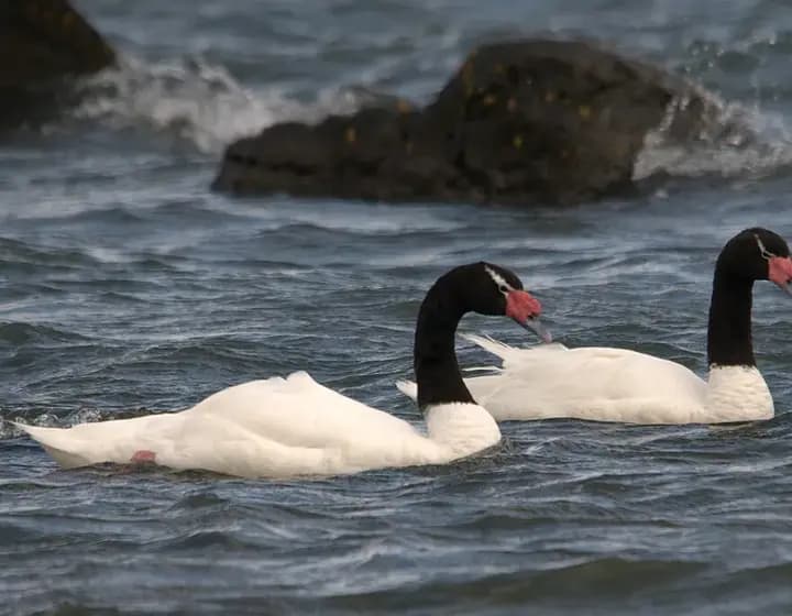 Foto real: Cygnus melancoryphus