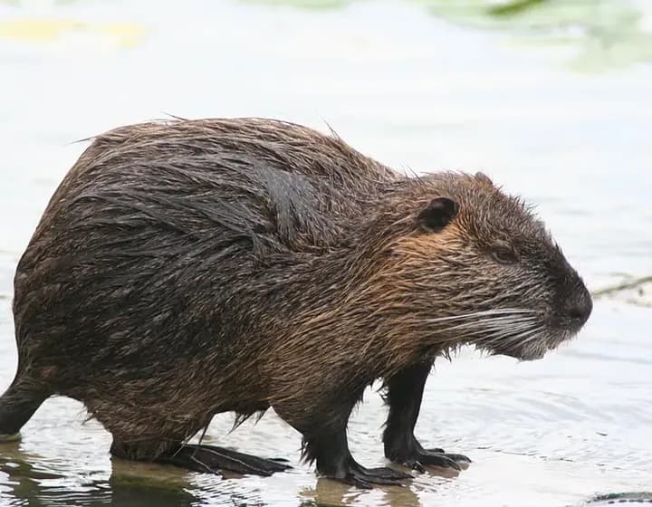 Foto real: Myocastor coypus