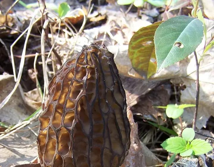 Foto real: Morchella