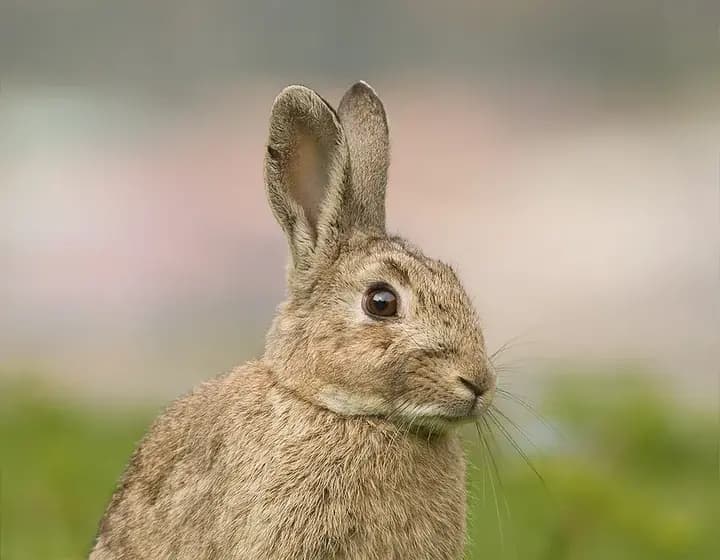 Foto real: Oryctolagus cuniculus