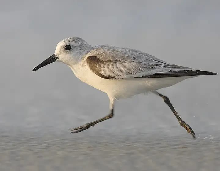 Foto real: Calidris alba