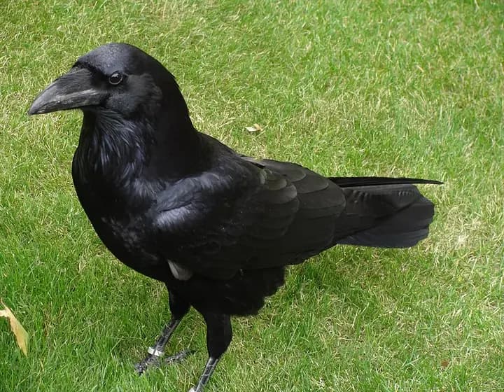 Foto real: Corvus corax