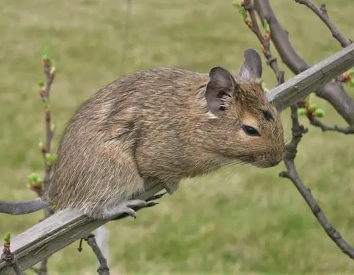 Foto real: Octodon degus