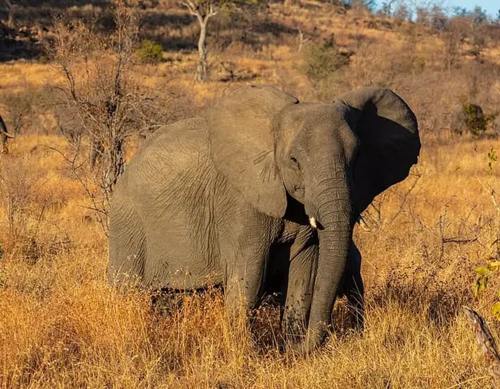 Foto real: Loxodonta africana