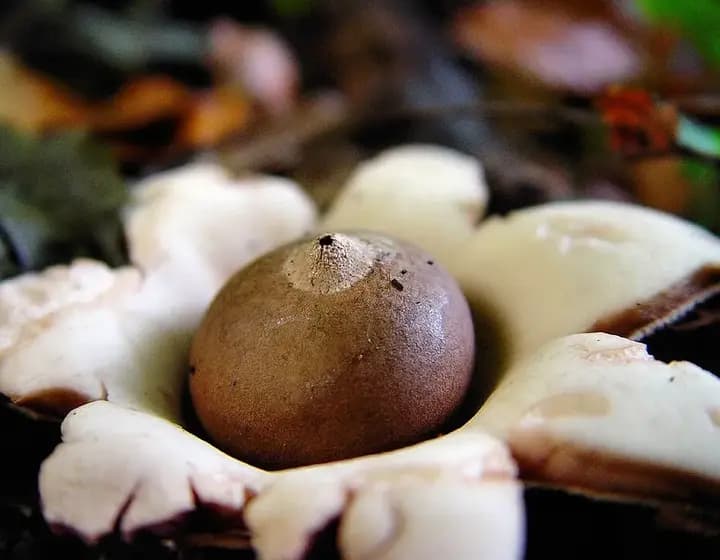 Foto real: Geastrum