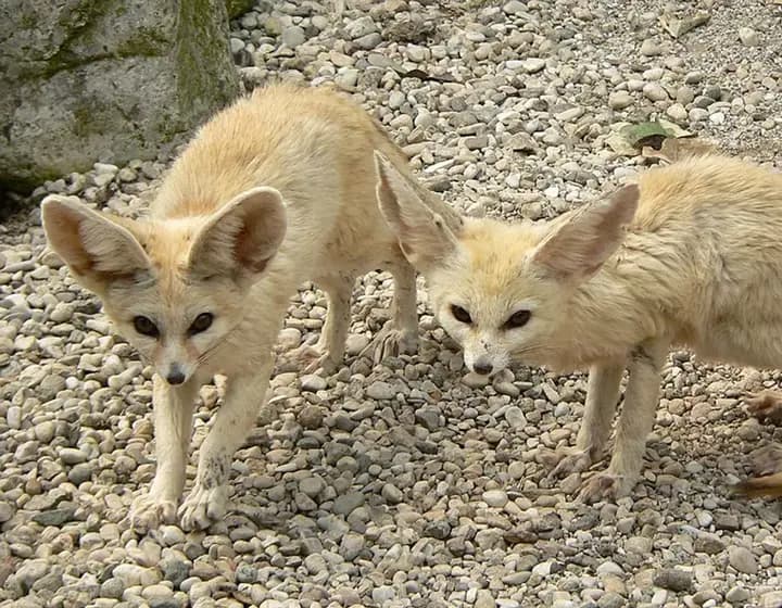 Foto real: Vulpes zerda