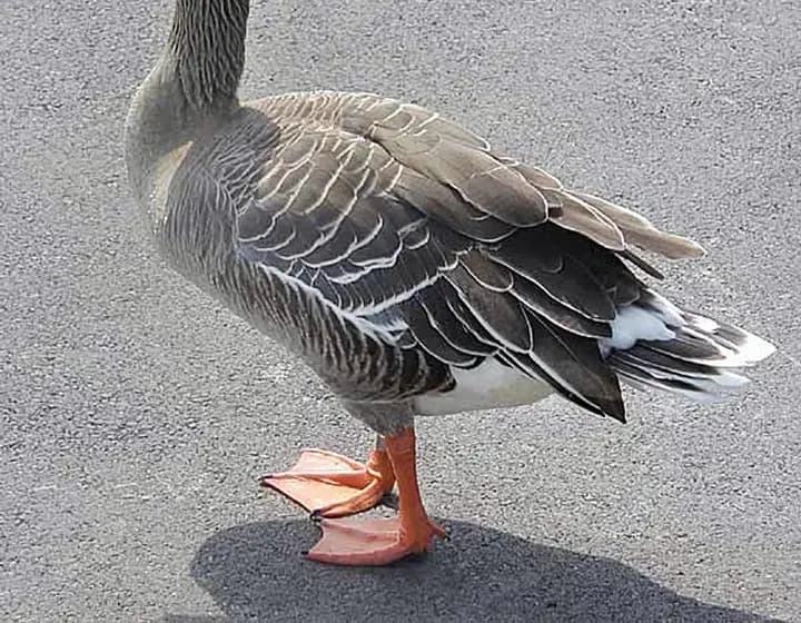 Foto real: Anser (animal)