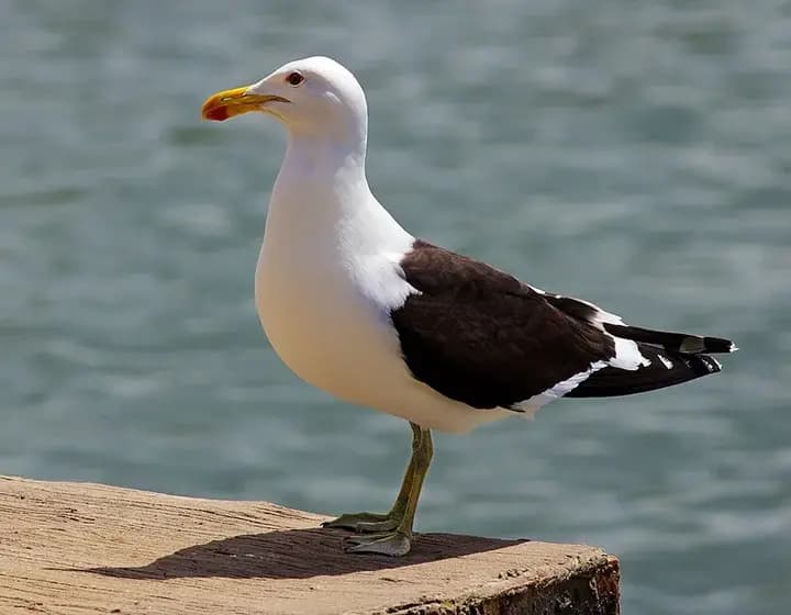 Foto real: Larus dominicanus
