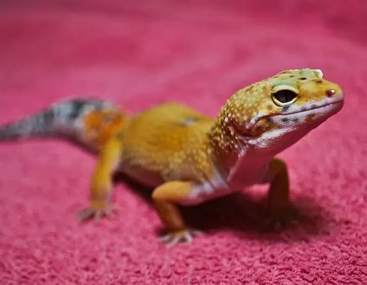 Foto real: Eublepharis macularius