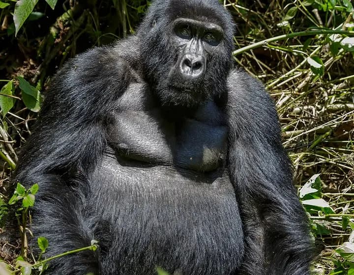 Foto real: Gorilla beringei beringei