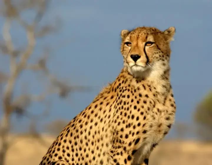 Foto real: Acinonyx jubatus