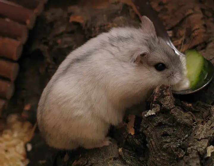 Foto real: Phodopus sungorus