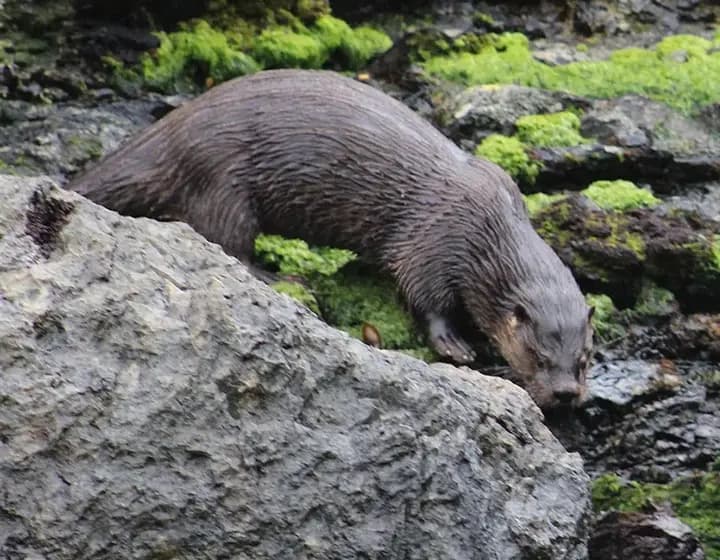 Foto real: Lontra provocax