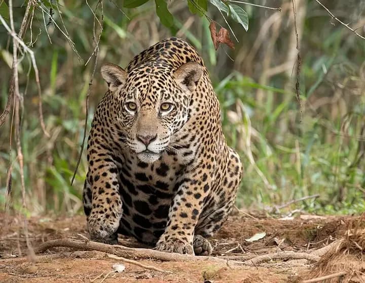 Foto real: Panthera onca