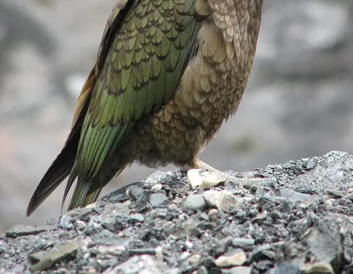 Foto real: Nestor notabilis