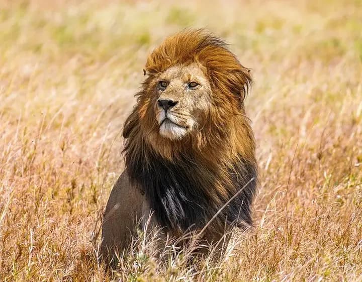 Foto real: Panthera leo