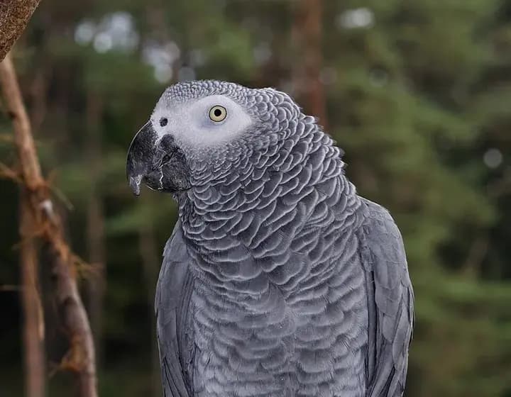 Foto real: Psittacus erithacus