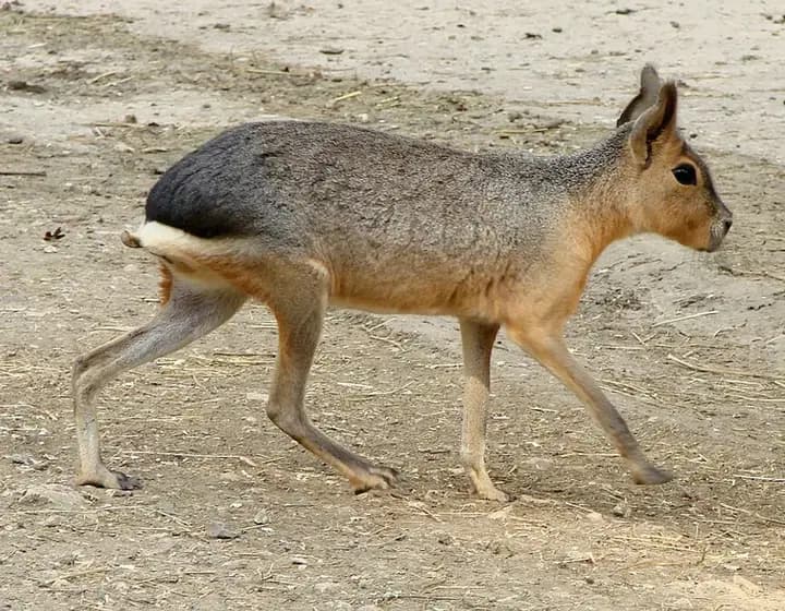 Foto real: Dolichotis patagonum