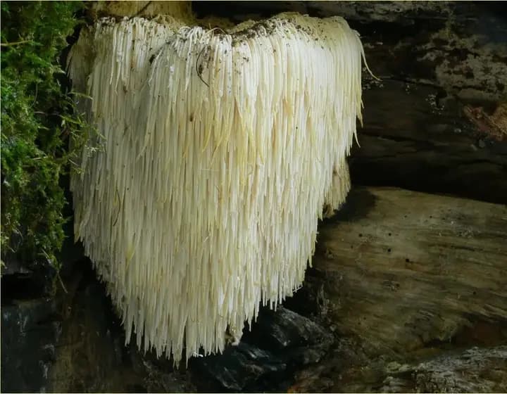 Foto real: Hericium erinaceus