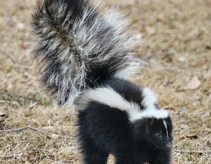 Foto real: Mephitis mephitis