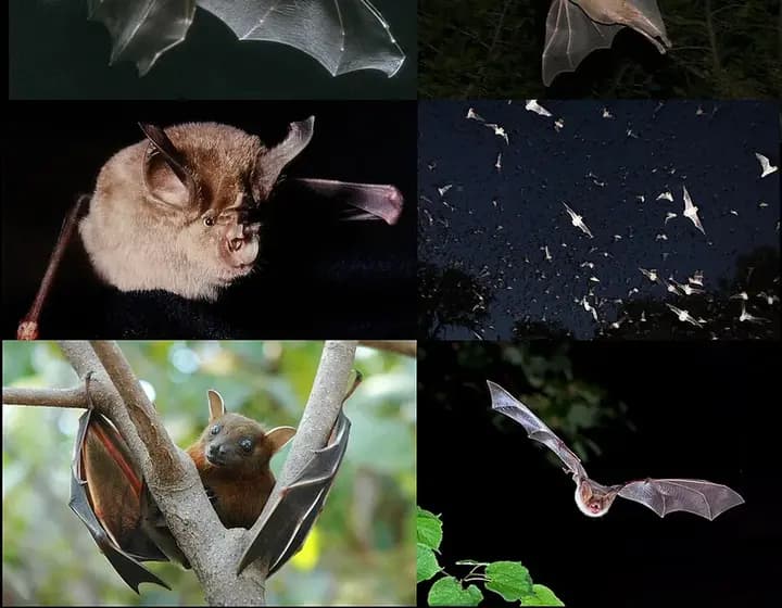 Foto real: Chiroptera