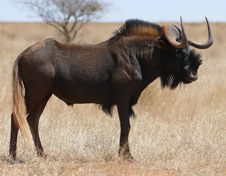 Foto real: Connochaetes gnou