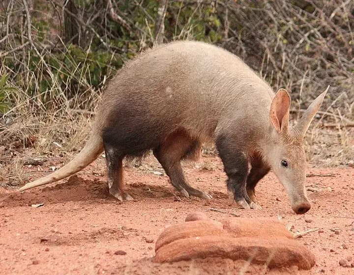 Foto real: Orycteropus afer