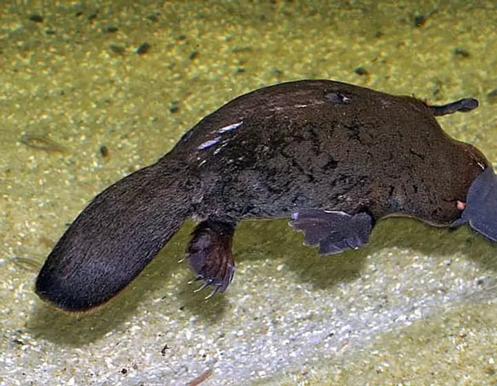 Foto real: Ornithorhynchus anatinus
