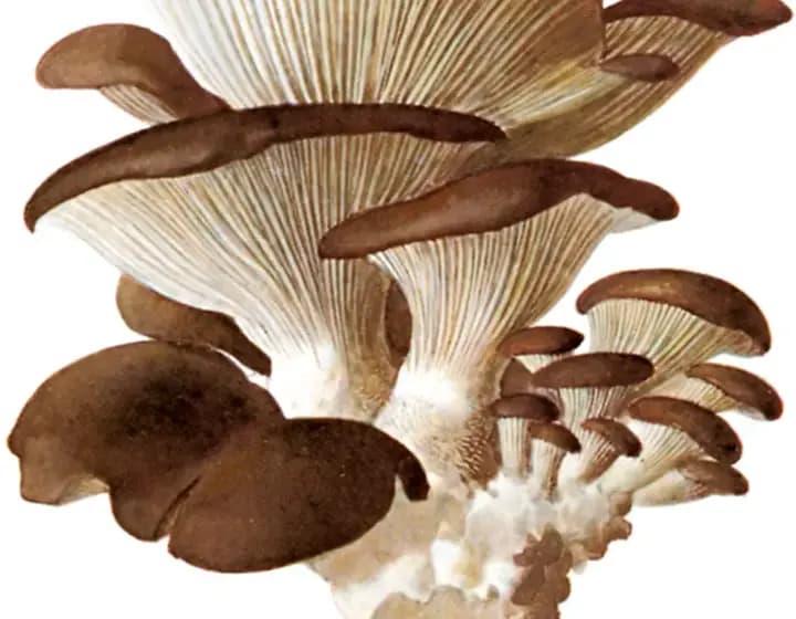 Foto real: Pleurotus ostreatus