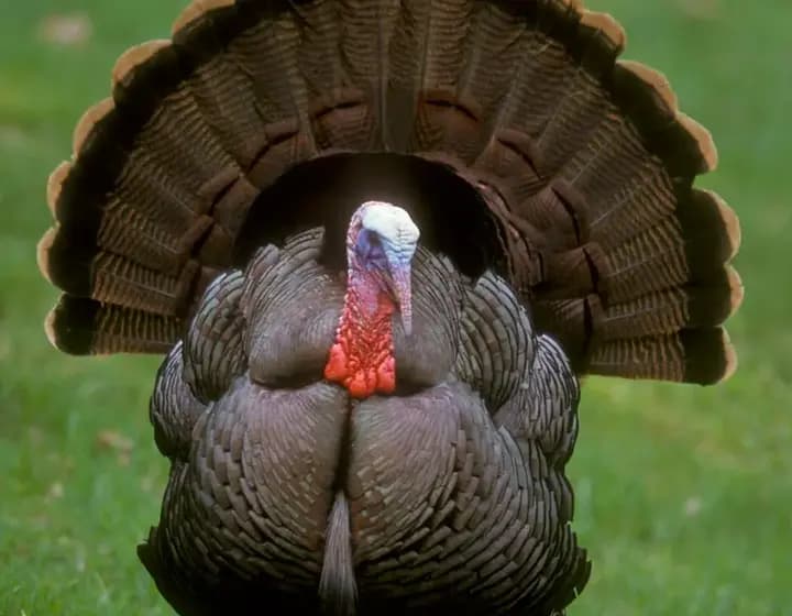 Foto real: Meleagris gallopavo