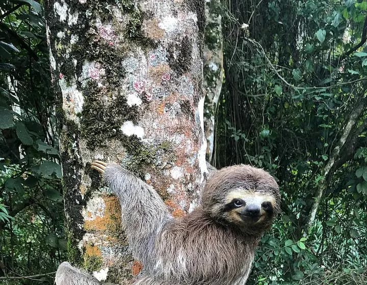 Foto real: Bradypus