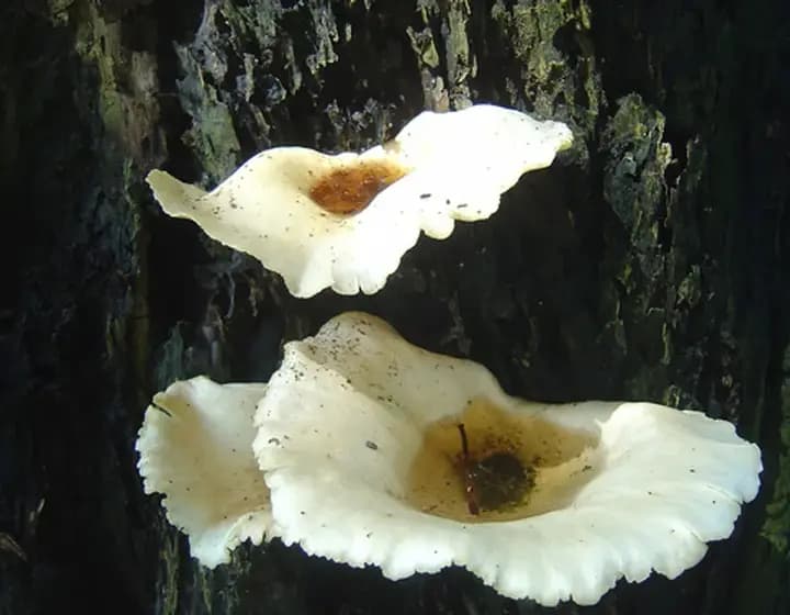 Foto real: Crepidotus applanatus