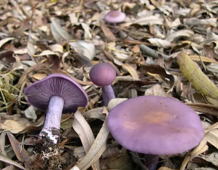 Foto real: Clitocybe nuda