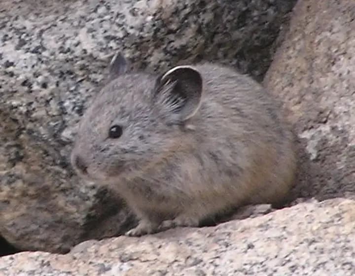Foto real: Ochotonidae