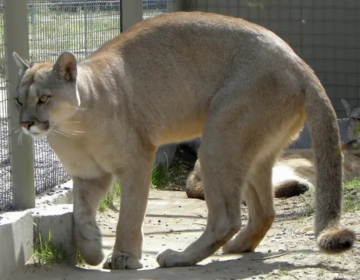 Foto real: Puma concolor puma