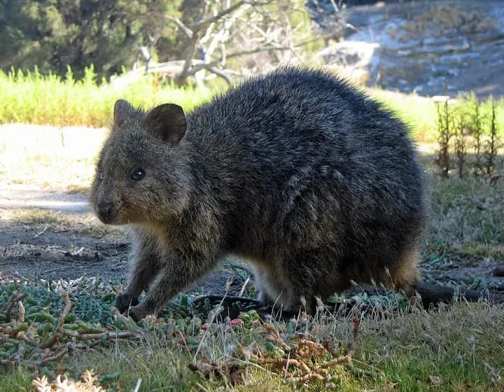 Foto real: Setonix brachyurus