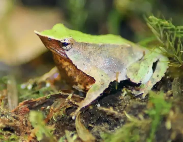 Foto real: Rhinoderma darwinii