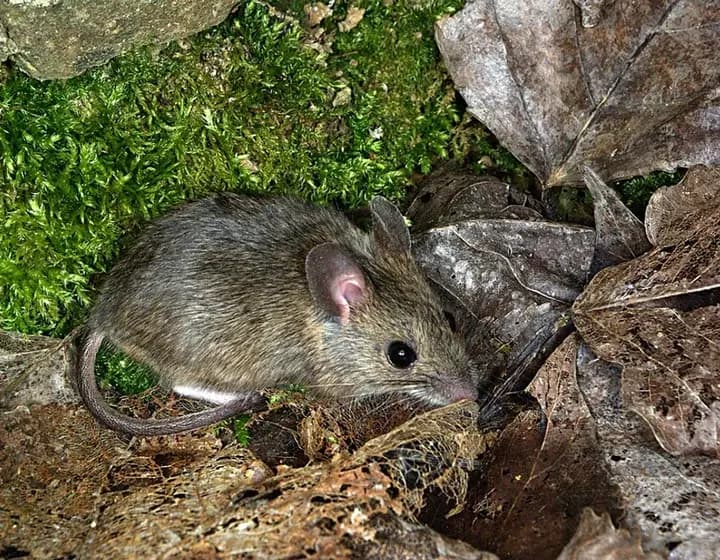 Foto real: Apodemus sylvaticus