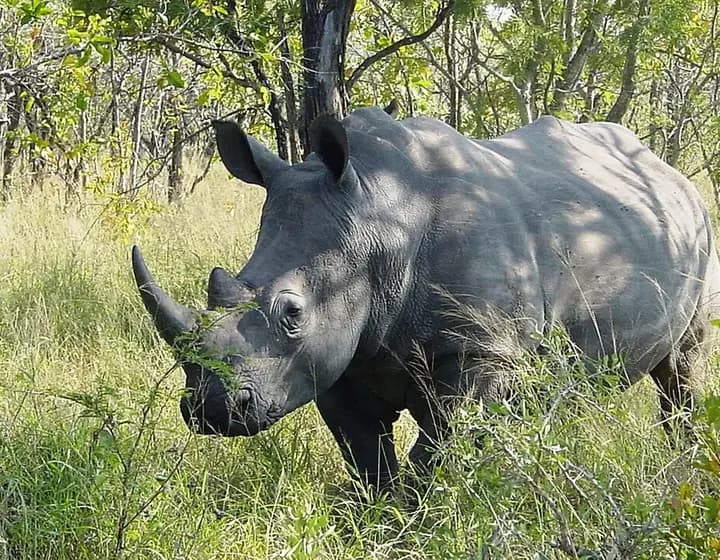 Foto real: Ceratotherium simum