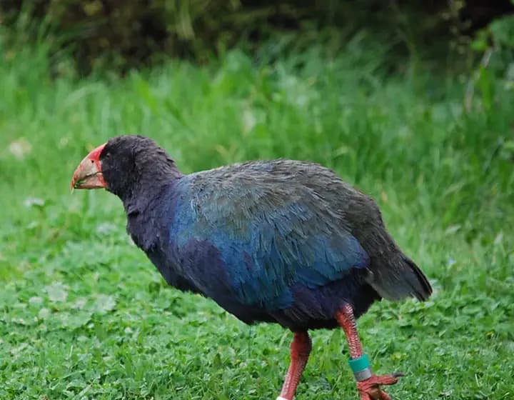 Foto real: Porphyrio hochstetteri