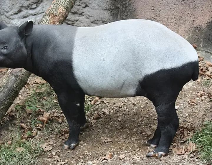 Foto real: Tapirus indicus