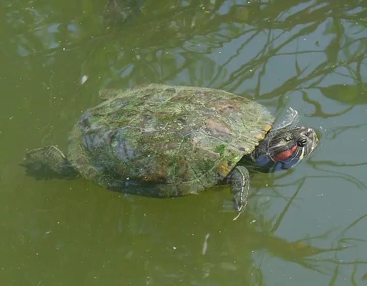 Foto real: Trachemys scripta elegans