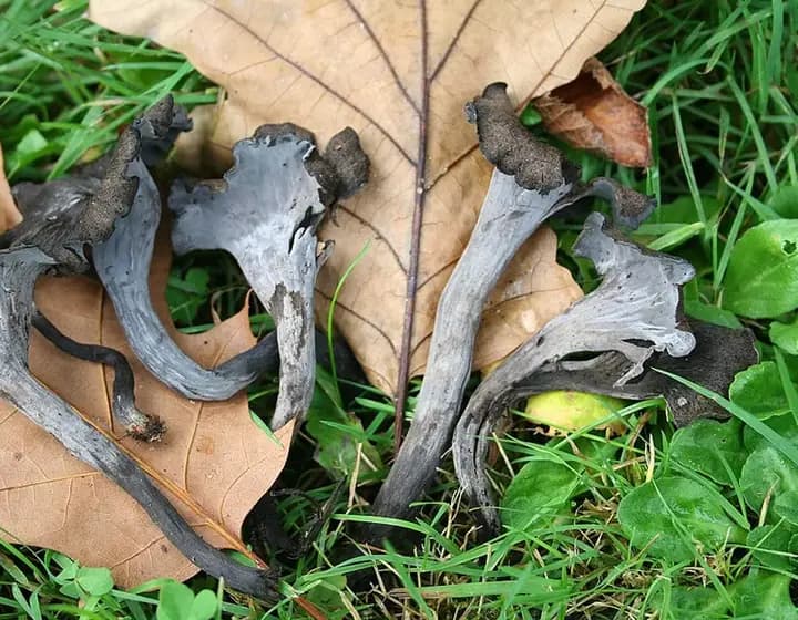 Foto real: Craterellus cornucopioides