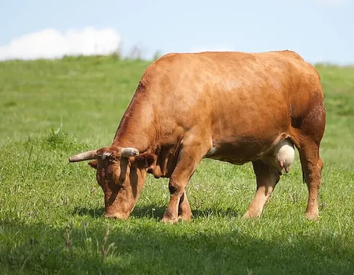 Foto real: Bos taurus