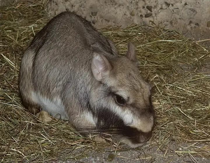 Foto real: Lagostomus maximus