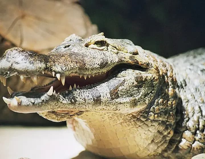 Foto real: Caiman