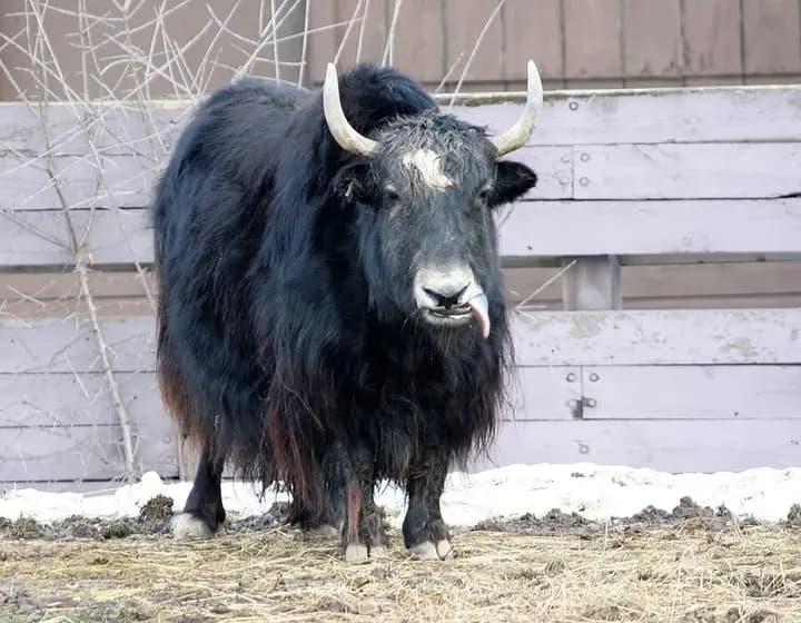 Foto real: Bos mutus