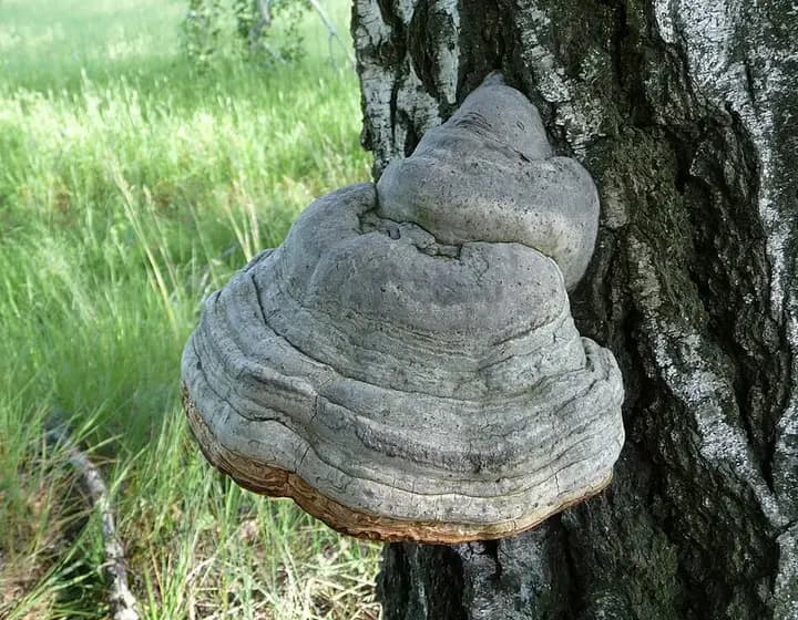 Foto real: Polyporus fomentarius