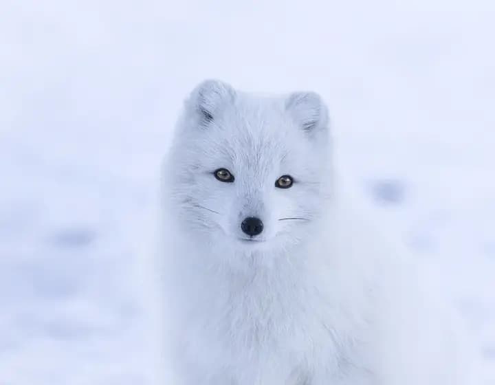 Foto real: Vulpes lagopus